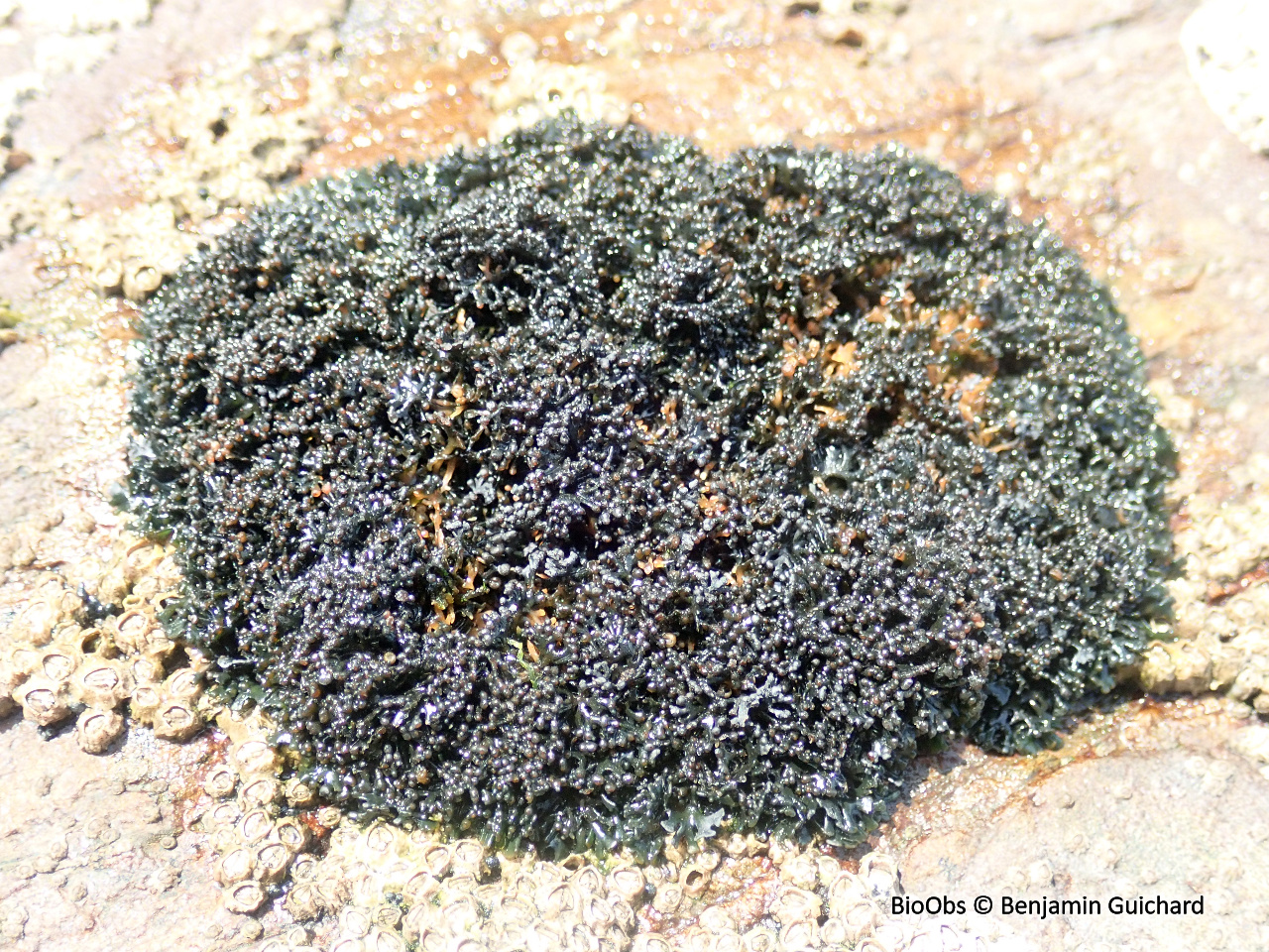 Lichen pygmée - Lichina pygmaea - Benjamin Guichard - BioObs
