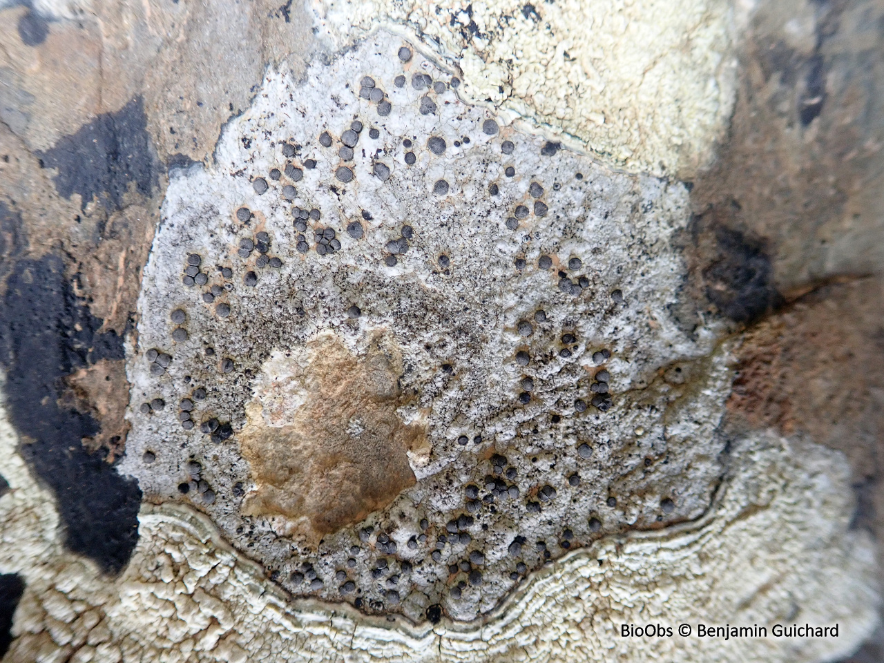 Lichen encroûtant gris - Tephromela atra - Benjamin Guichard - BioObs