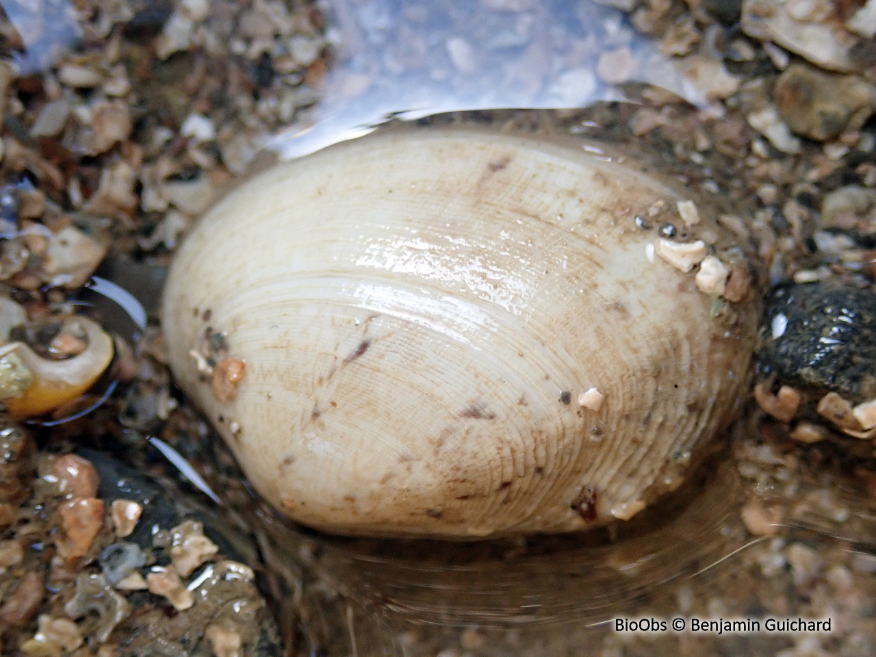 Palourde-poulette - Venerupis corrugata - Benjamin Guichard - BioObs