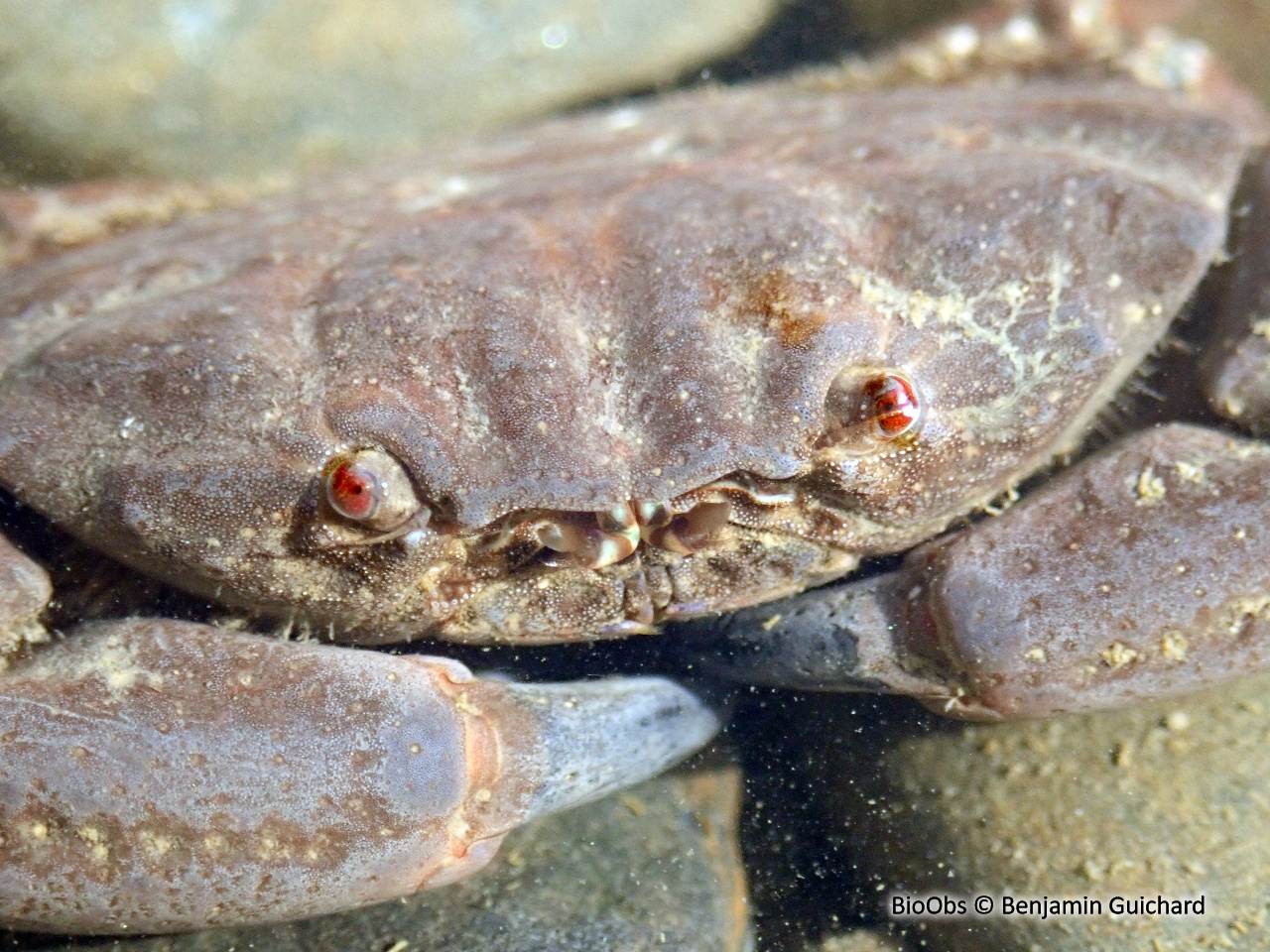 Crabe de pierre - Xantho hydrophilus - Benjamin Guichard - BioObs