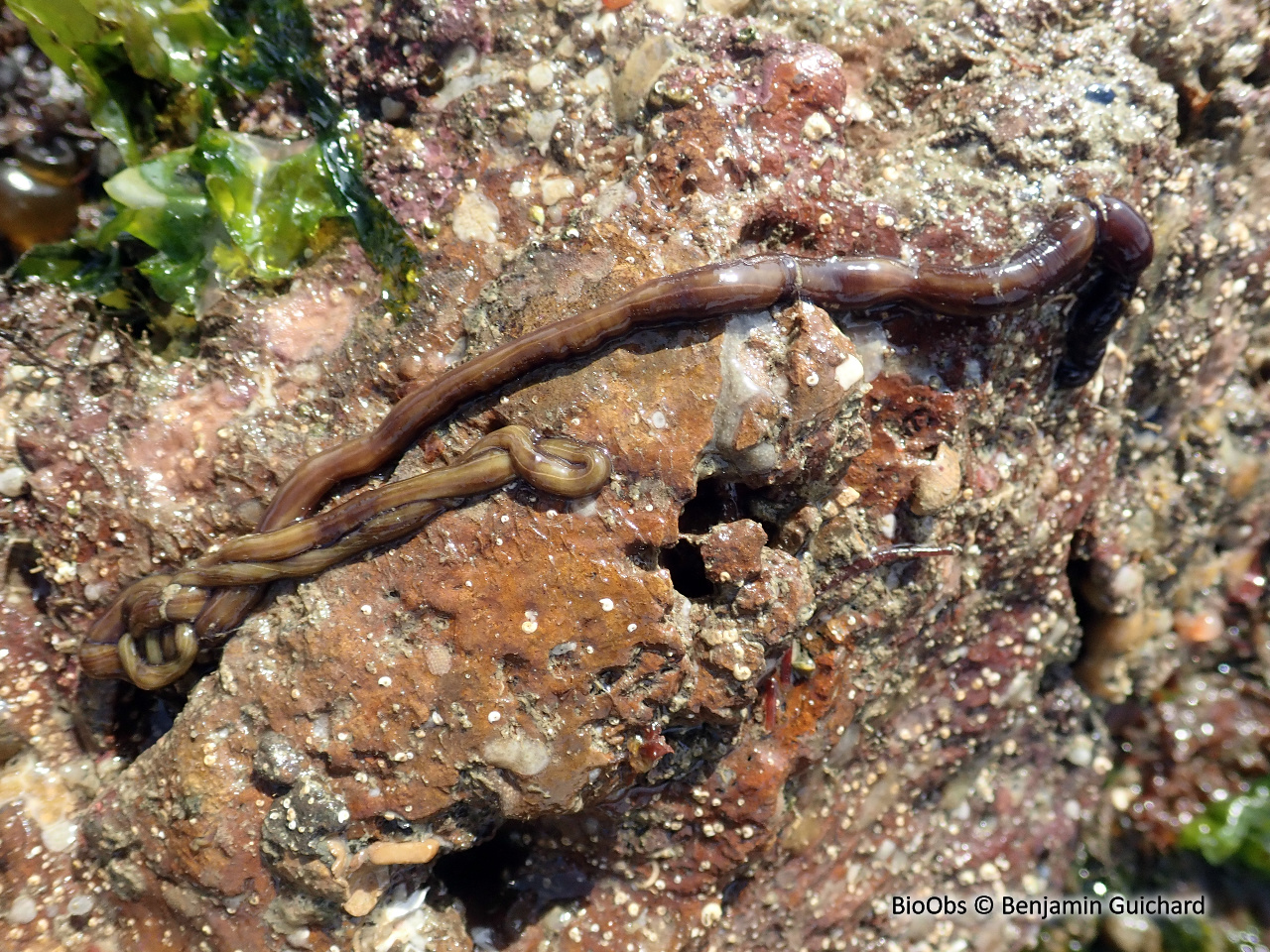 Némerte géant - Lineus longissimus - Benjamin Guichard - BioObs
