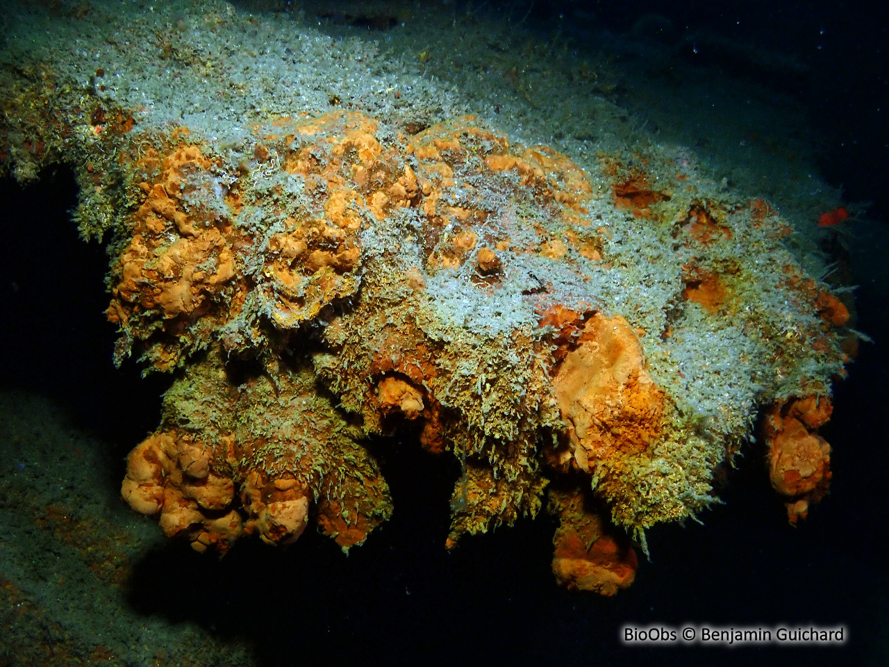 Halomonas du Titanic - Halomonas titanicae - Benjamin Guichard - BioObs