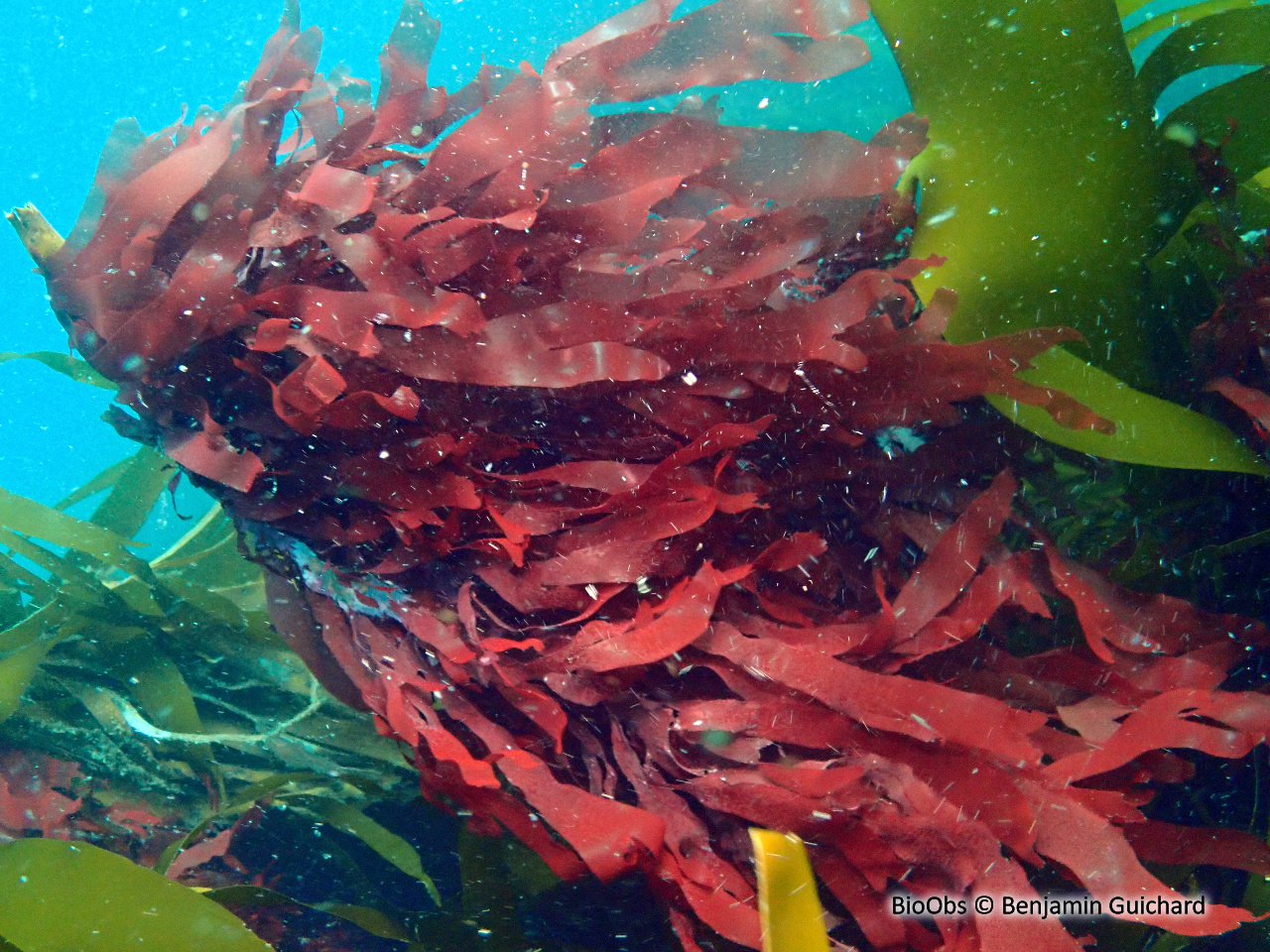 Goémon à vache - Palmaria palmata - Benjamin Guichard - BioObs