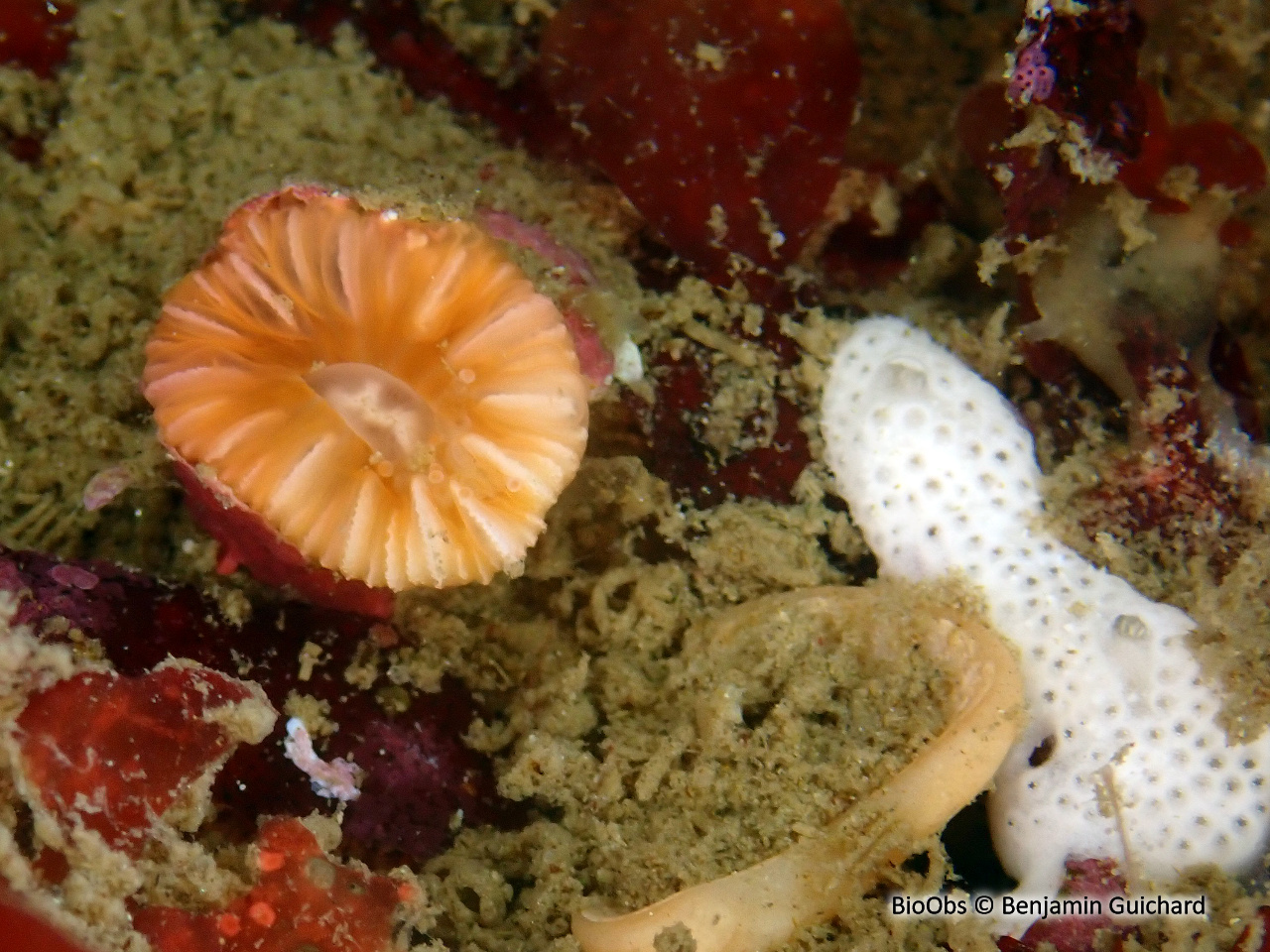 Madrépore oeillet - Caryophyllia inornata - Benjamin Guichard - BioObs