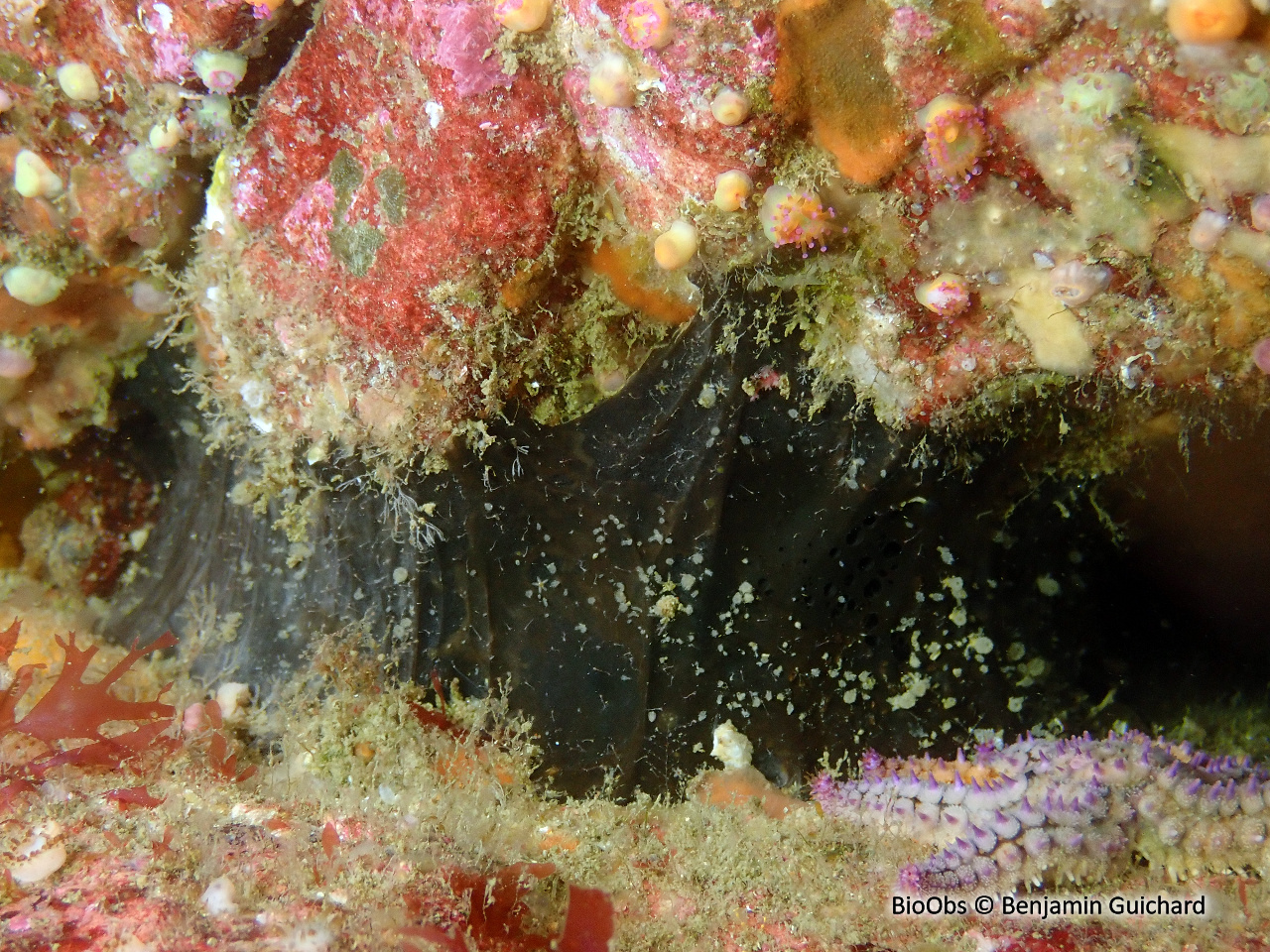 Eponge aile de chauve souris - Dercitus (Dercitus) bucklandi - Benjamin Guichard - BioObs