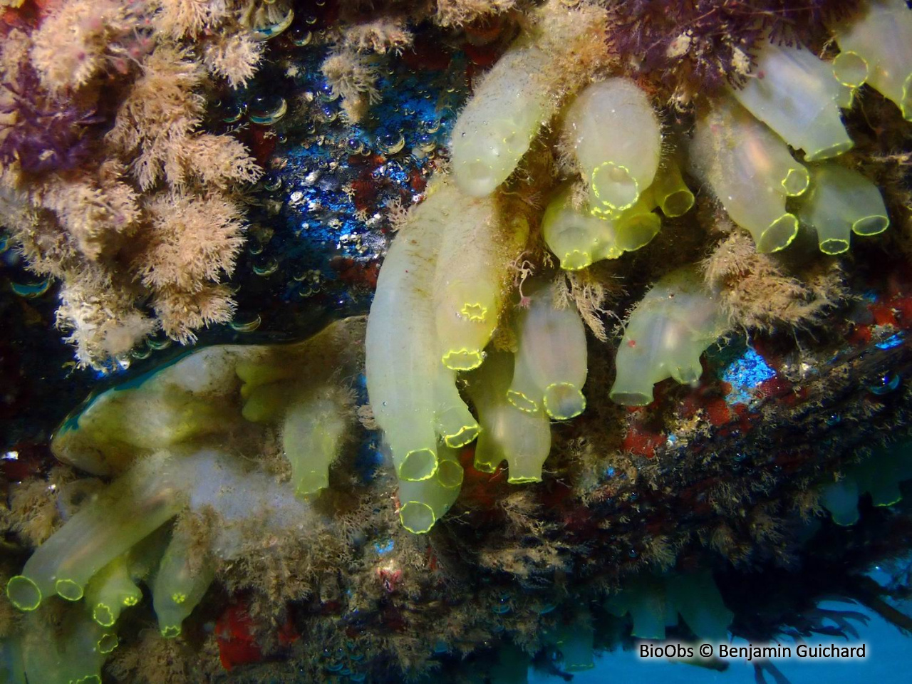 Cione intestinale - Ciona intestinalis - Benjamin Guichard - BioObs