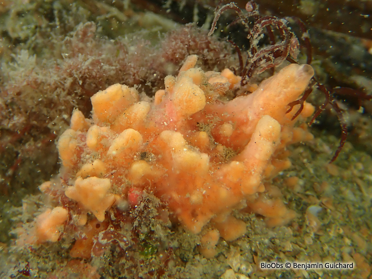 Eponge-miette de pain - Hymeniacidon perlevis - Benjamin Guichard - BioObs