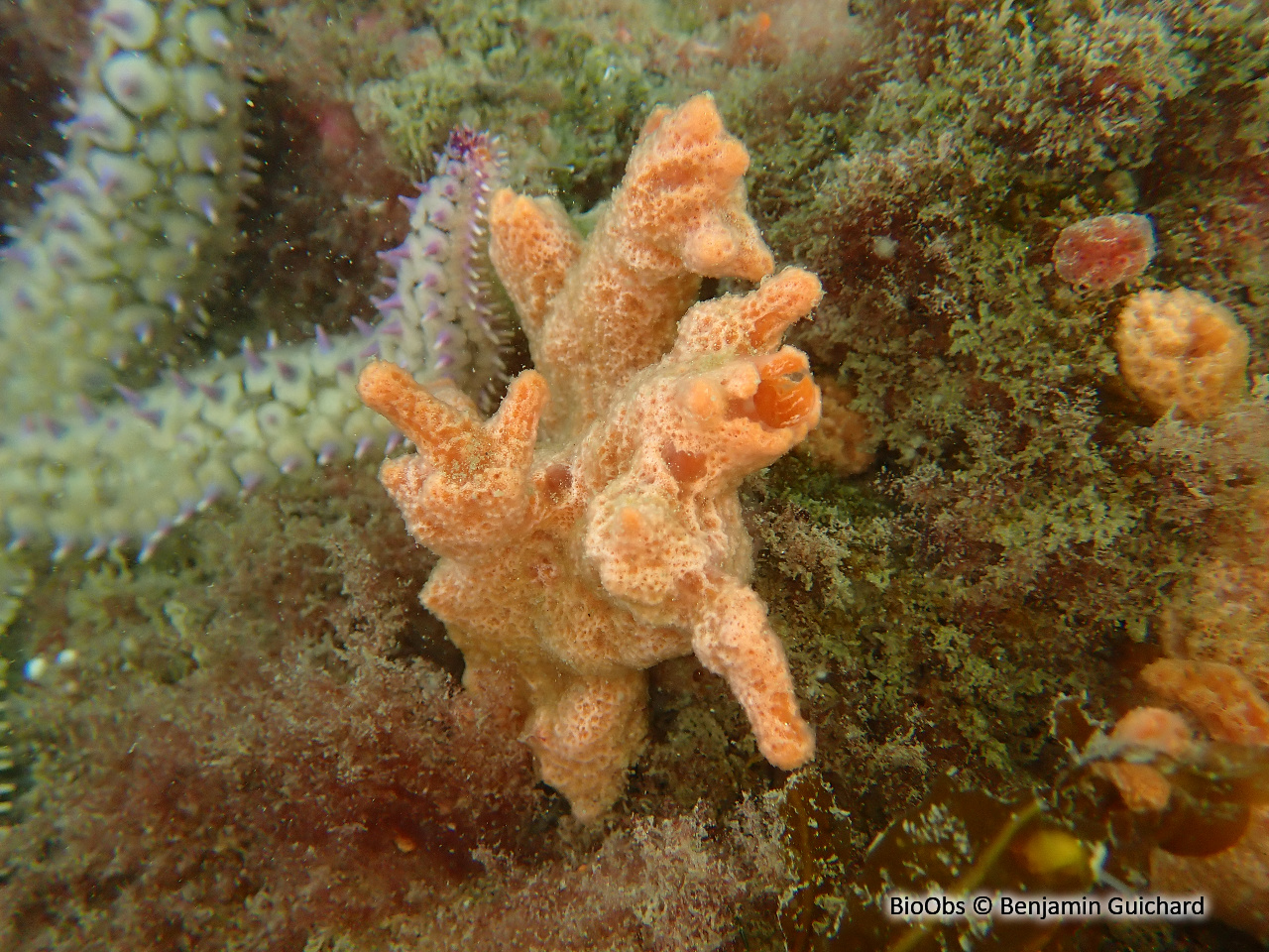 Eponge digitée rose saumon - Ulosa digitata - Benjamin Guichard - BioObs