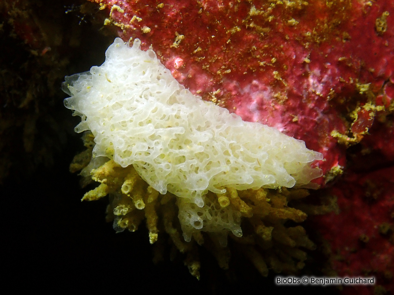 Clathrine blanche - Ascandra contorta - Benjamin Guichard - BioObs