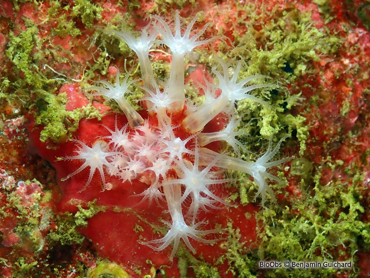 Corail brique - Sarcodictyon catenatum - Benjamin Guichard - BioObs