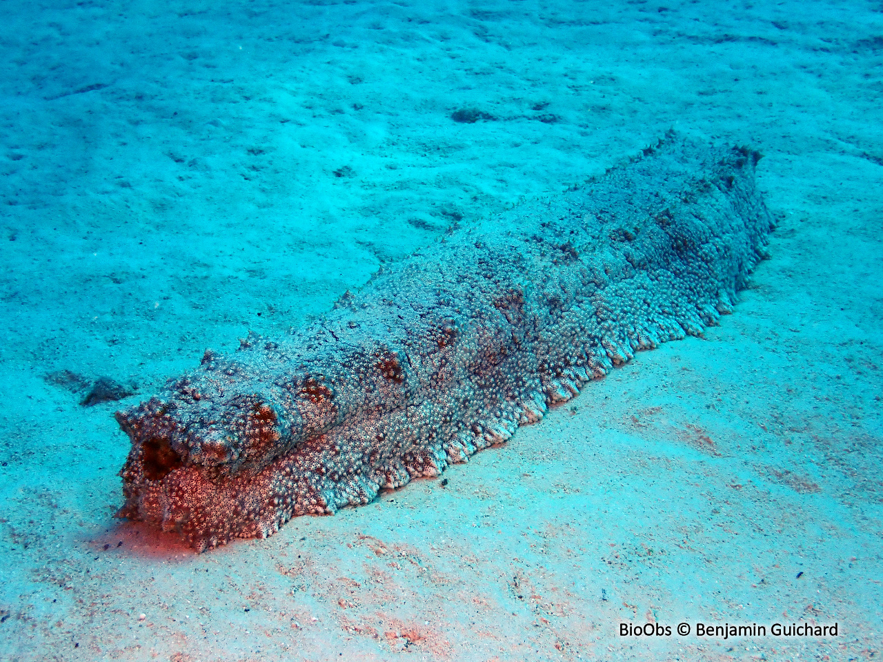 Holothurie géante - Thelenota anax - Benjamin Guichard - BioObs