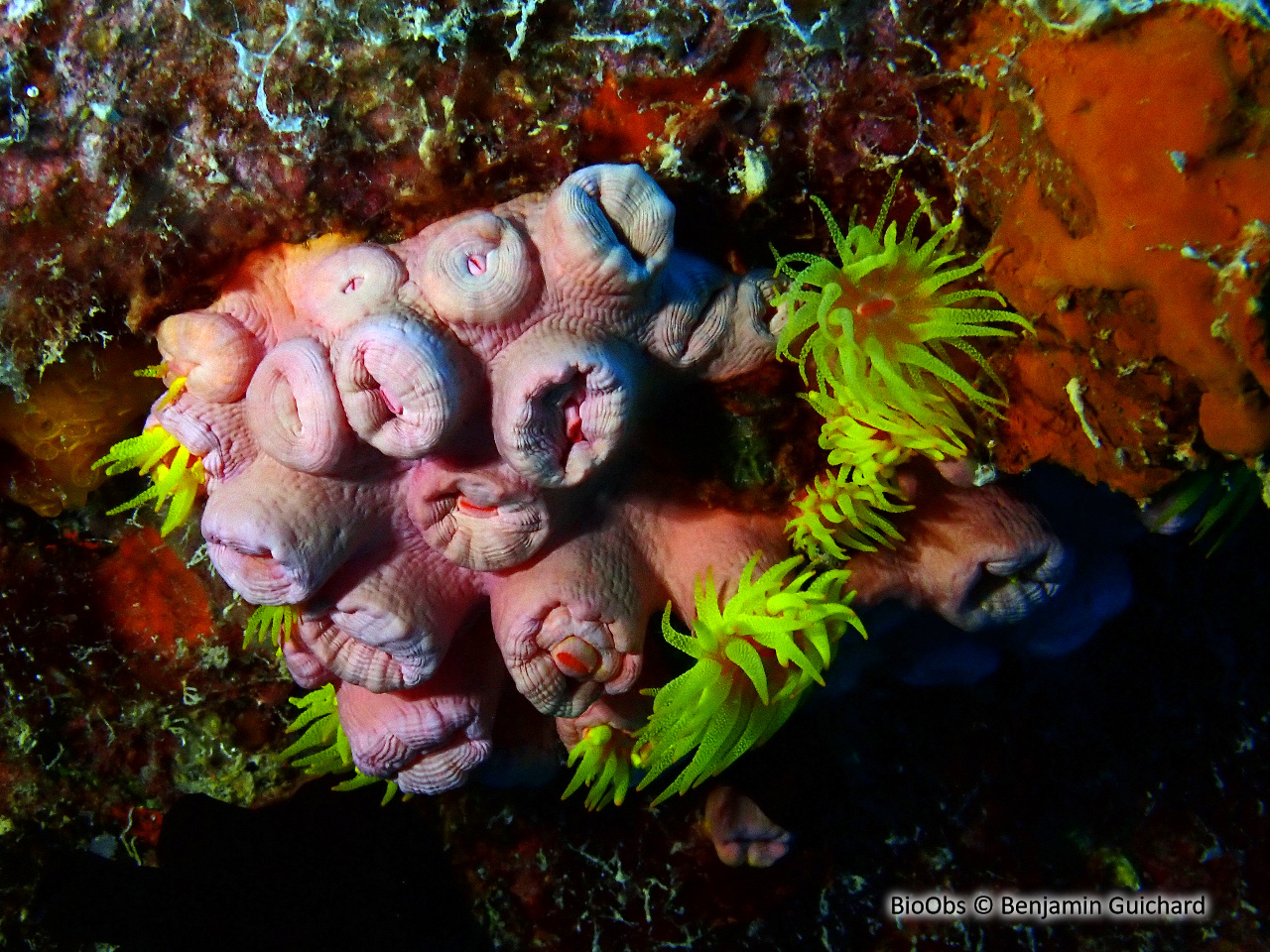 Tubastrée orange - Tubastraea coccinea - Benjamin Guichard - BioObs