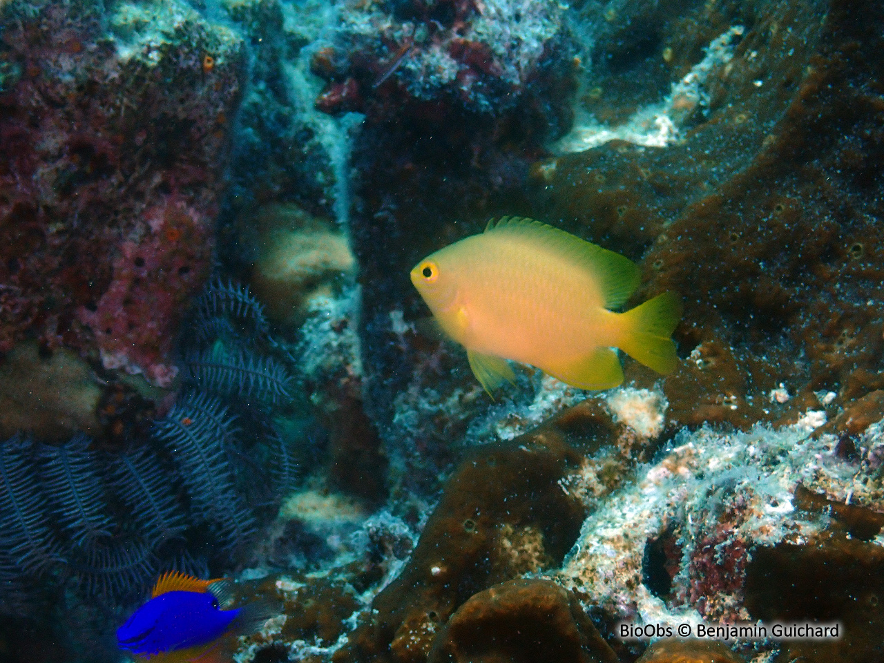 Demoiselle citronnée - Pomacentrus moluccensis - Benjamin Guichard - BioObs