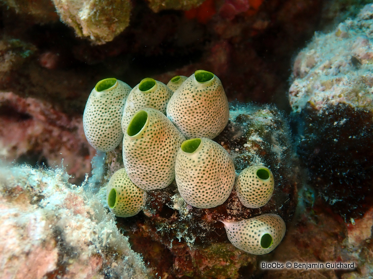 Grande synascidie-urne - Didemnum molle - Benjamin Guichard - BioObs