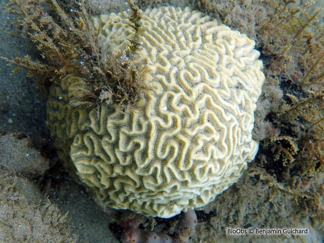 Corail-cerveau symétrique - Pseudodiploria strigosa - Benjamin Guichard - BioObs