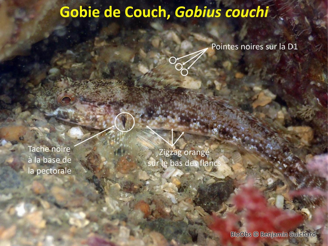 Gobie de Couch - Gobius couchi - Benjamin Guichard - BioObs