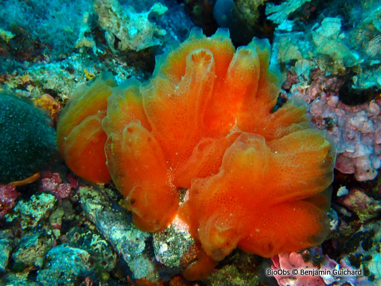 Ascidie de Tabarka - Aplidium tabarquensis - Benjamin Guichard - BioObs