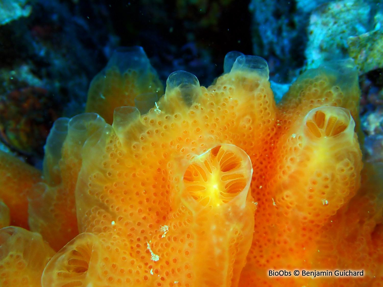 Ascidie de Tabarka - Aplidium tabarquensis - Benjamin Guichard - BioObs