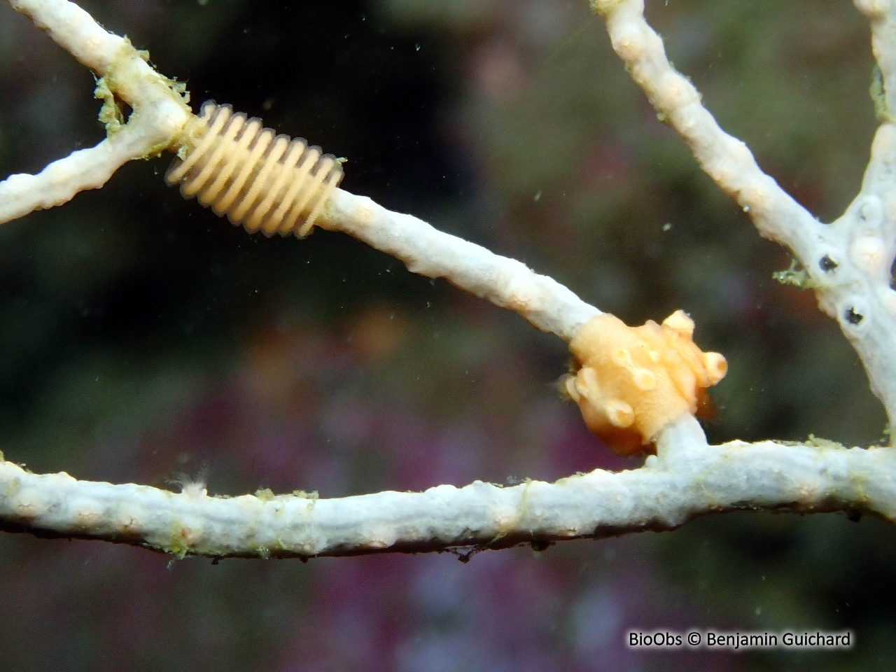 Tritonie des gorgones ponte - Duvaucelia ponte - Benjamin Guichard - BioObs
