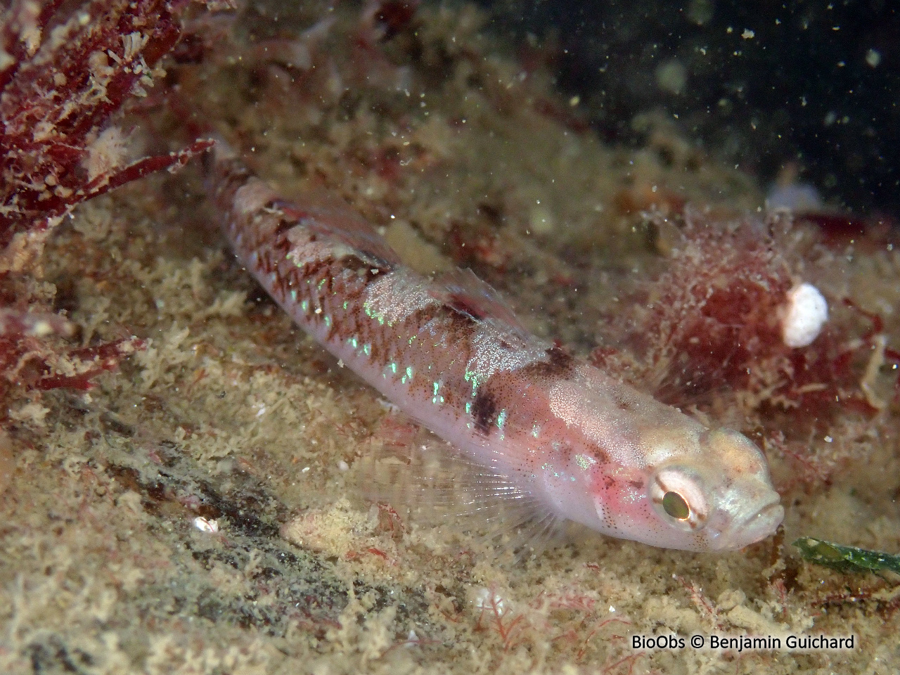 Gobie nageur - Gobiusculus flavescens - Benjamin Guichard - BioObs