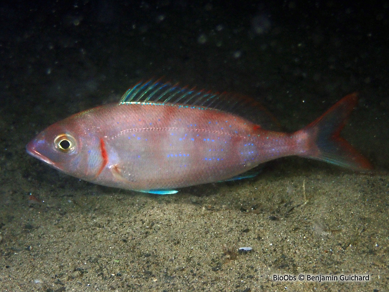 Pageot commun - Pagellus erythrinus - Benjamin Guichard - BioObs