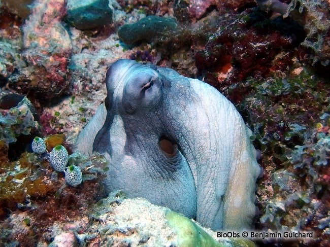 Poulpe de récif - Octopus cyanea - Benjamin Guichard - BioObs