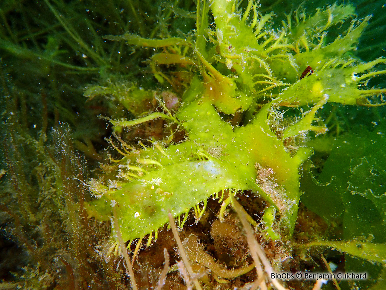 Algue ciliée - Calliblepharis ciliata - Benjamin Guichard - BioObs