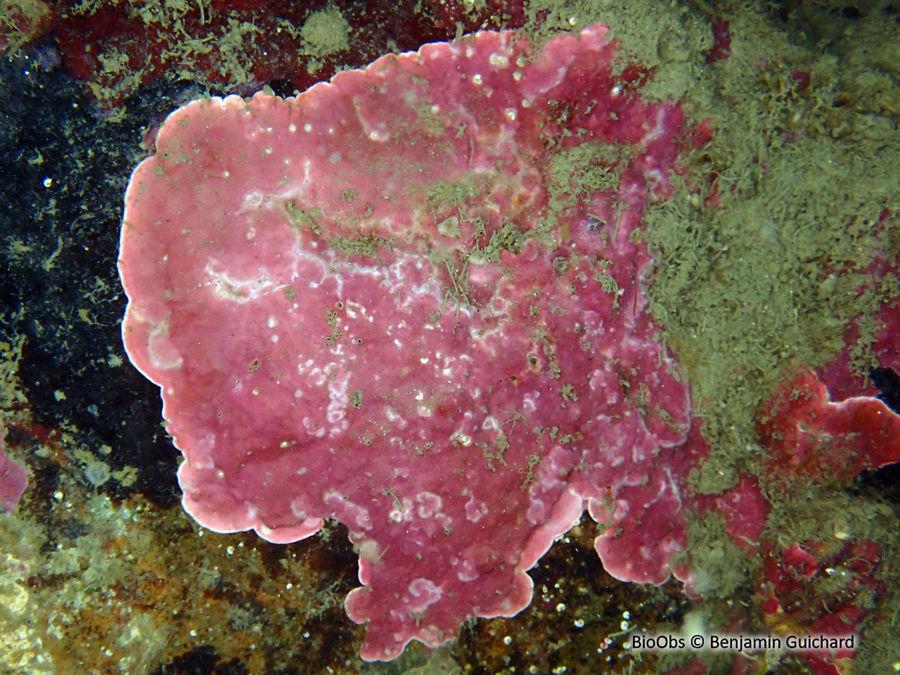 Algue encroûtante rouge de Lenormand - Phymatolithon lenormandii - Benjamin Guichard - BioObs