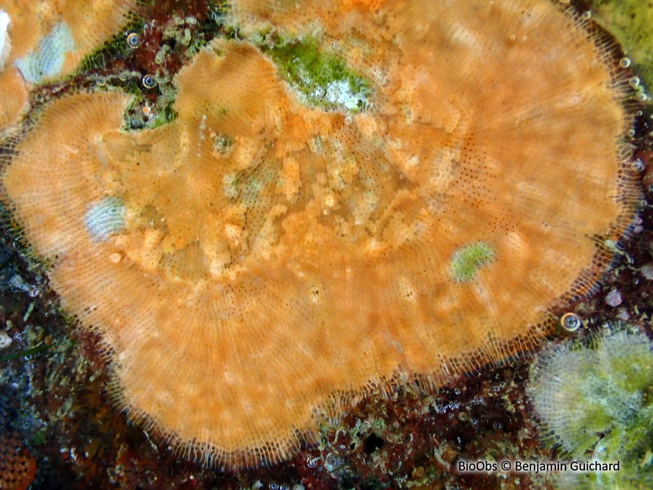 Schizomavelle à lignes régulières - Schizomavella (Schizomavella) linearis - Benjamin Guichard - BioObs