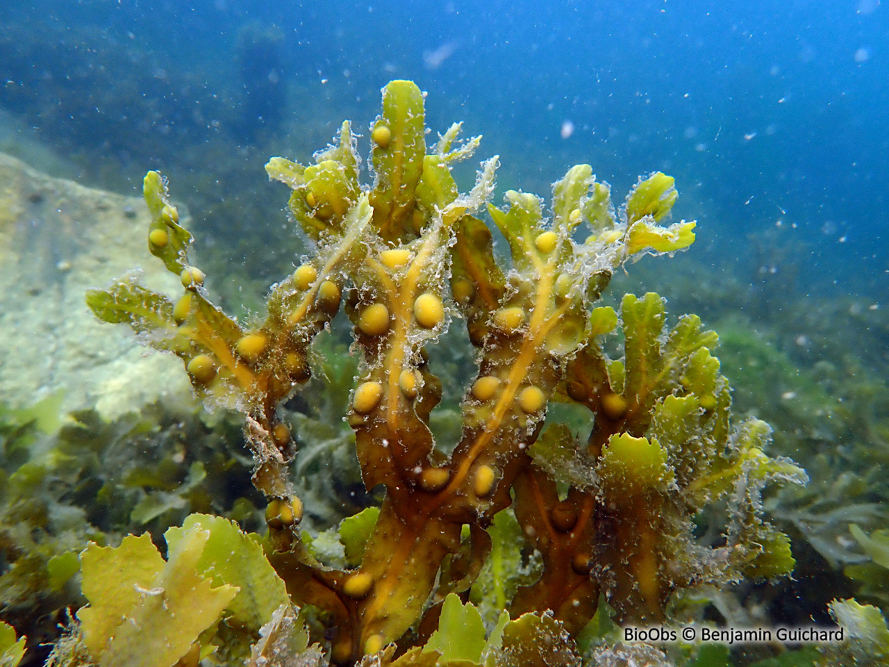 Fucus vésiculeux - Fucus vesiculosus - Benjamin Guichard - BioObs