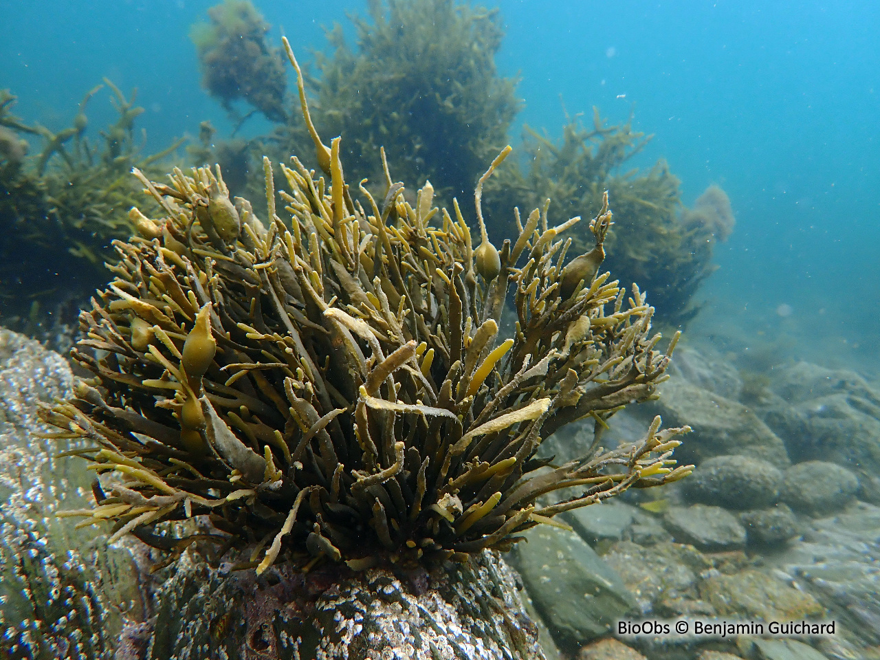 Ascophylle - Ascophyllum nodosum - Benjamin Guichard - BioObs