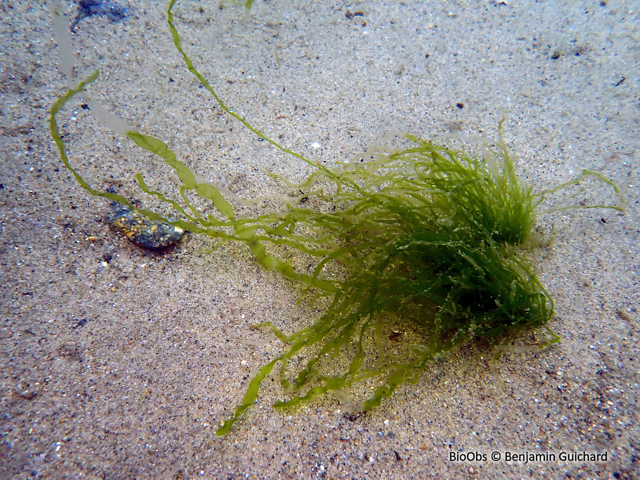 Entéromorphe intestinalis - Ulva intestinalis - Benjamin Guichard - BioObs