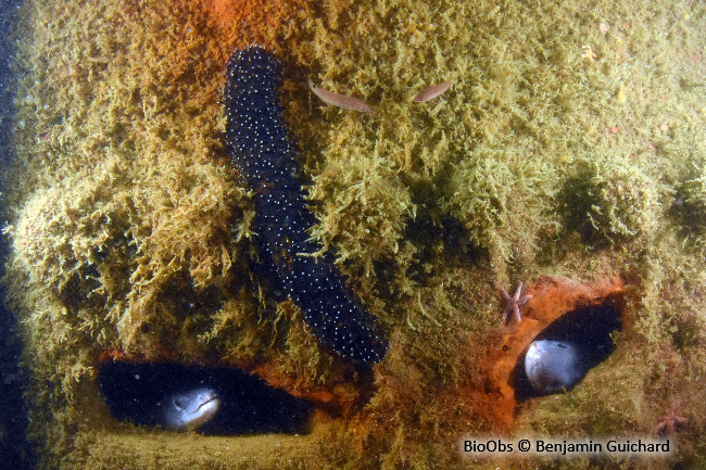 Holothurie noire - Holothuria (Panningothuria) forskali - Benjamin Guichard - BioObs