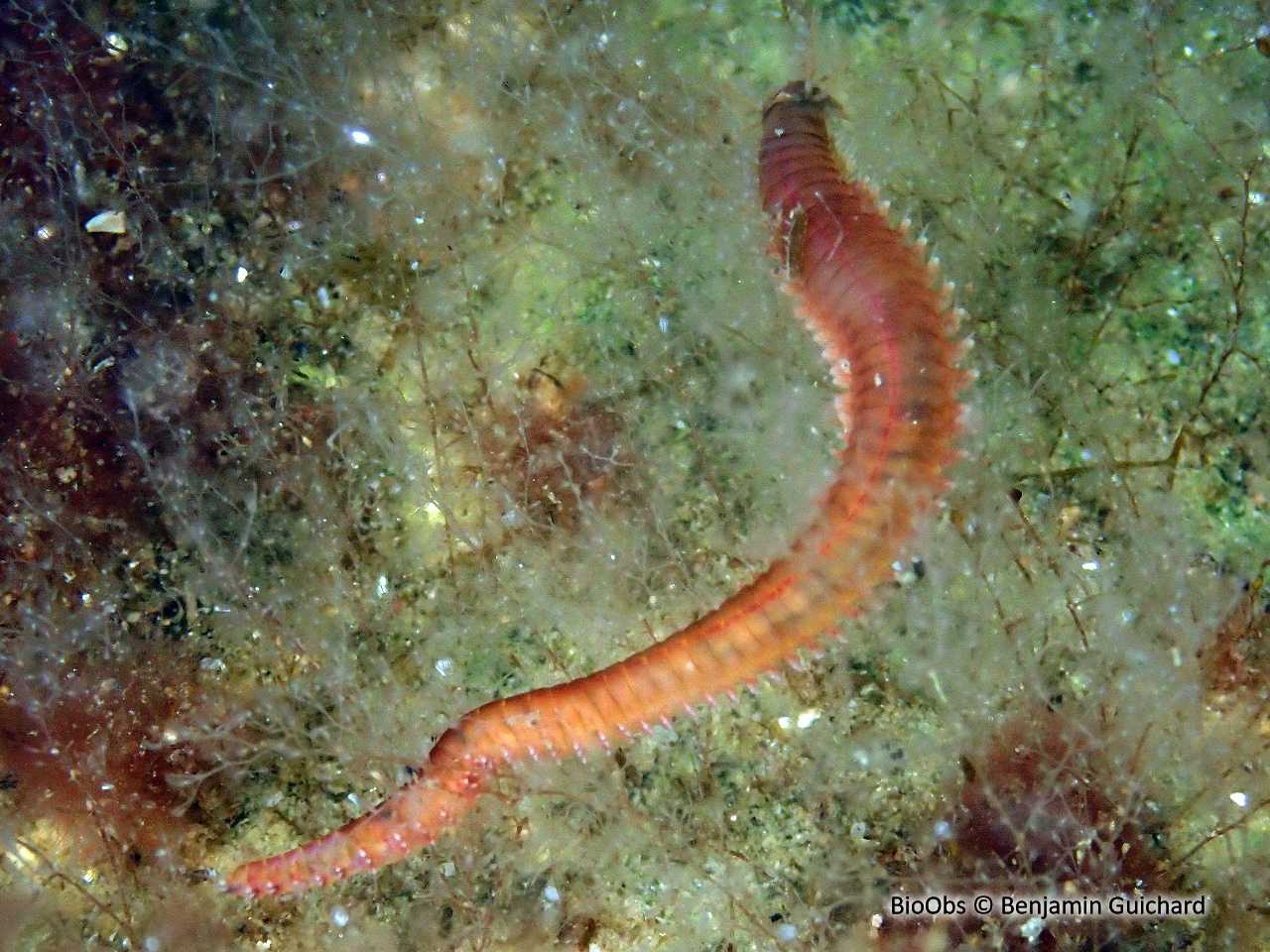 Néréis multicolore - Hediste diversicolor - Benjamin Guichard - BioObs