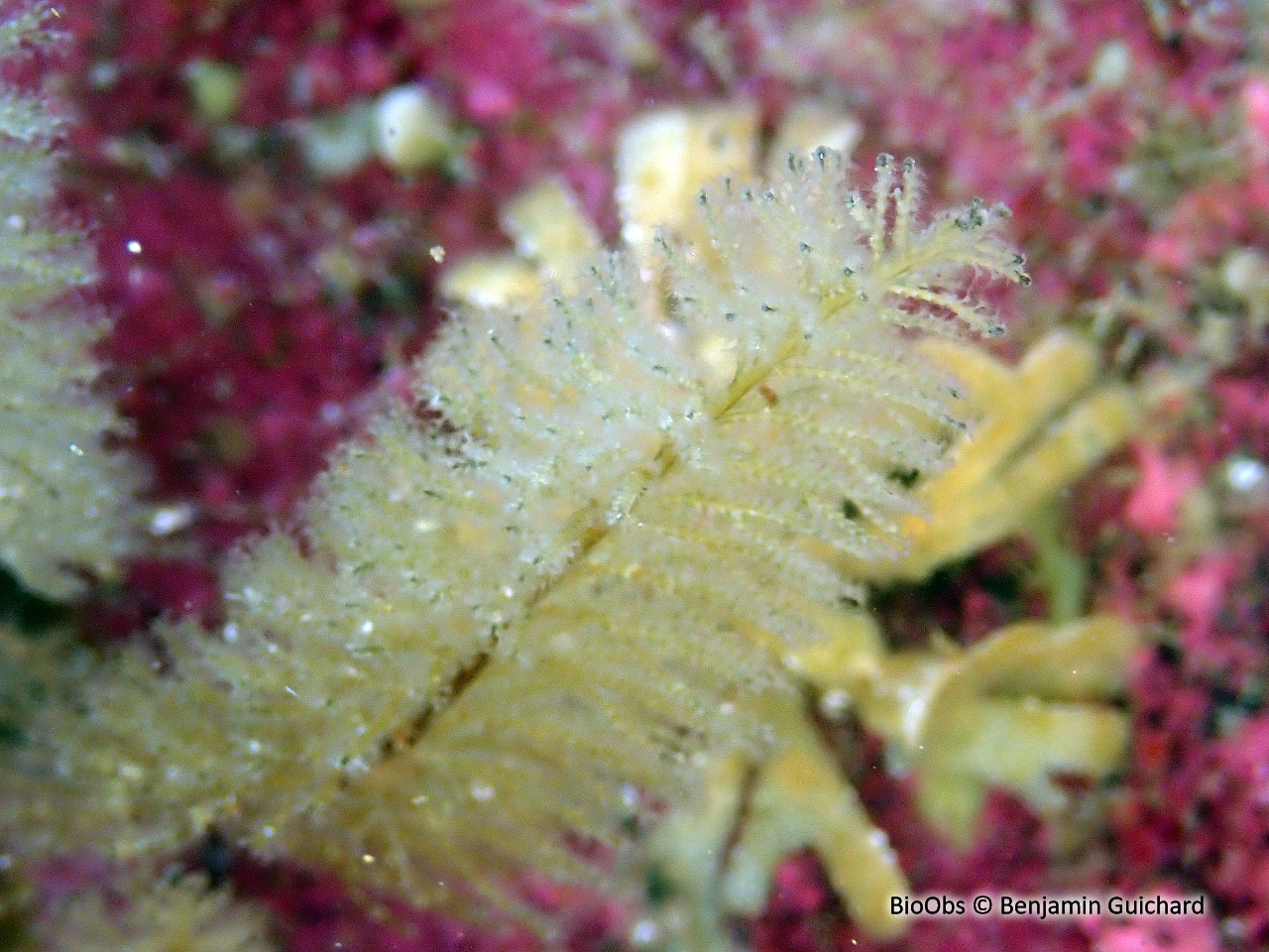 Bryozoaire en buisson - Eucratea loricata - Benjamin Guichard - BioObs