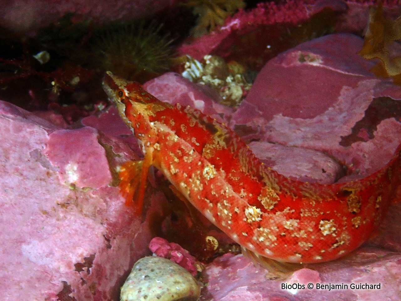 Stichée arctique - Stichaeus punctatus punctatus - Benjamin Guichard - BioObs