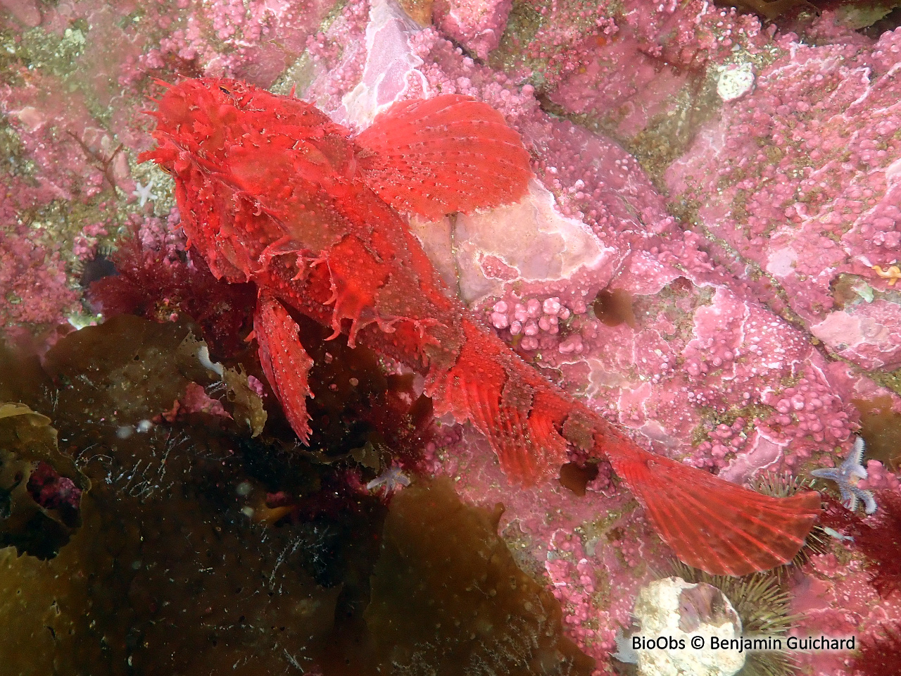 Hémitriptère atlantique - Hemitripterus americanus - Benjamin Guichard - BioObs