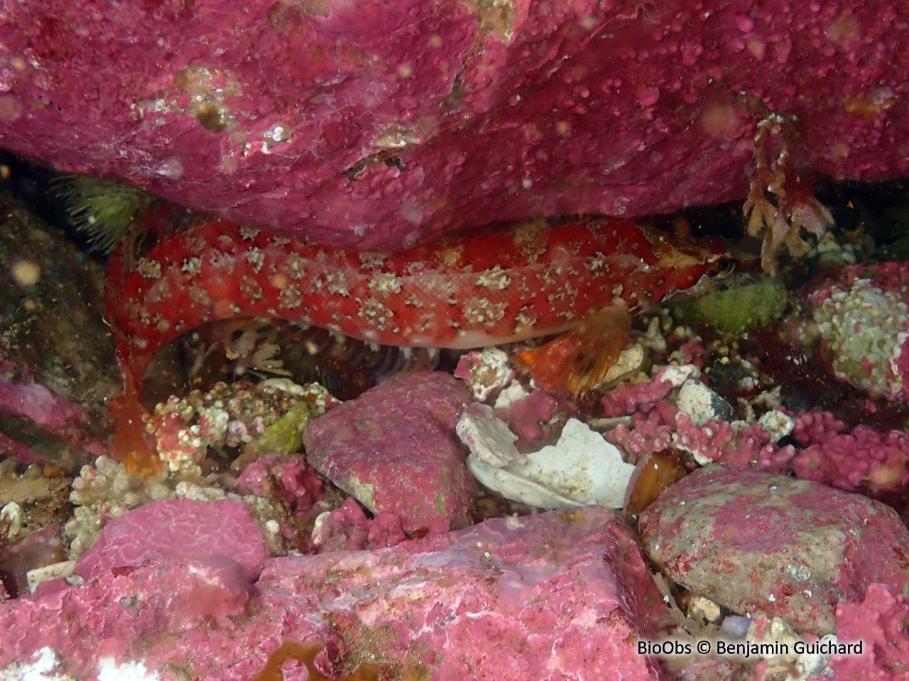 Stichée arctique - Stichaeus punctatus punctatus - Benjamin Guichard - BioObs