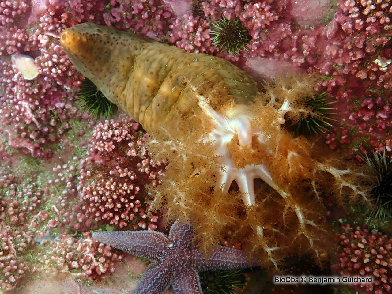 Concombre de mer du nord - Cucumaria frondosa - Benjamin Guichard - BioObs