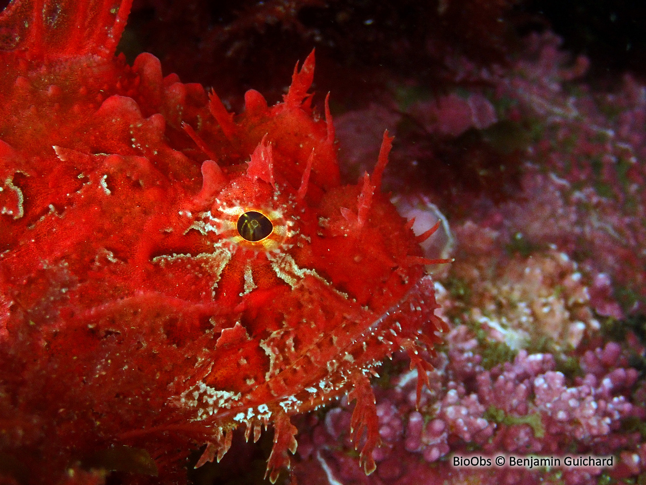 Hémitriptère atlantique - Hemitripterus americanus - Benjamin Guichard - BioObs