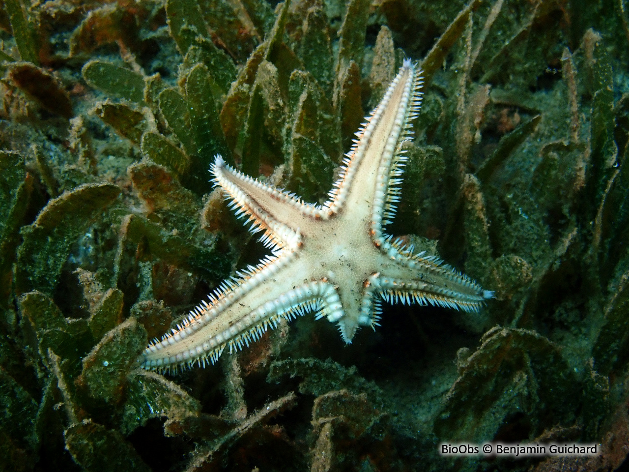 Etoile de mer à épines - Astropecten duplicatus - Benjamin Guichard - BioObs