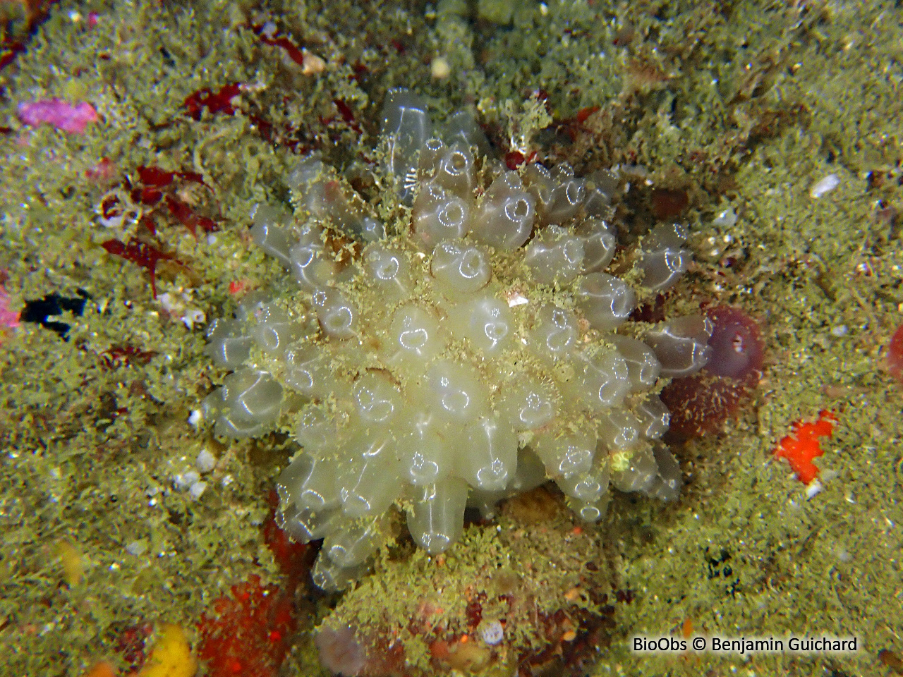 Diazone - Diazona violacea - Benjamin Guichard - BioObs