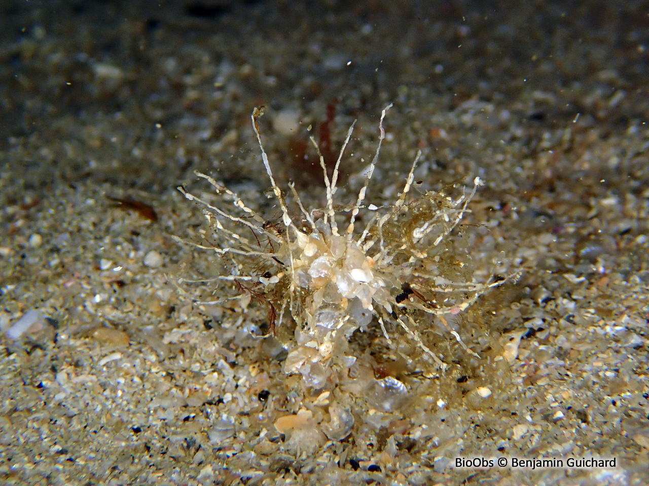 Lanice - Lanice conchilega - Benjamin Guichard - BioObs