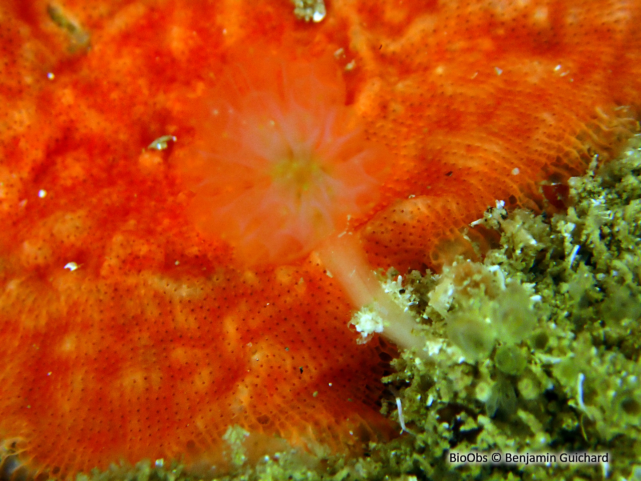 Schizomavelle à lignes régulières - Schizomavella (Schizomavella) linearis - Benjamin Guichard - BioObs