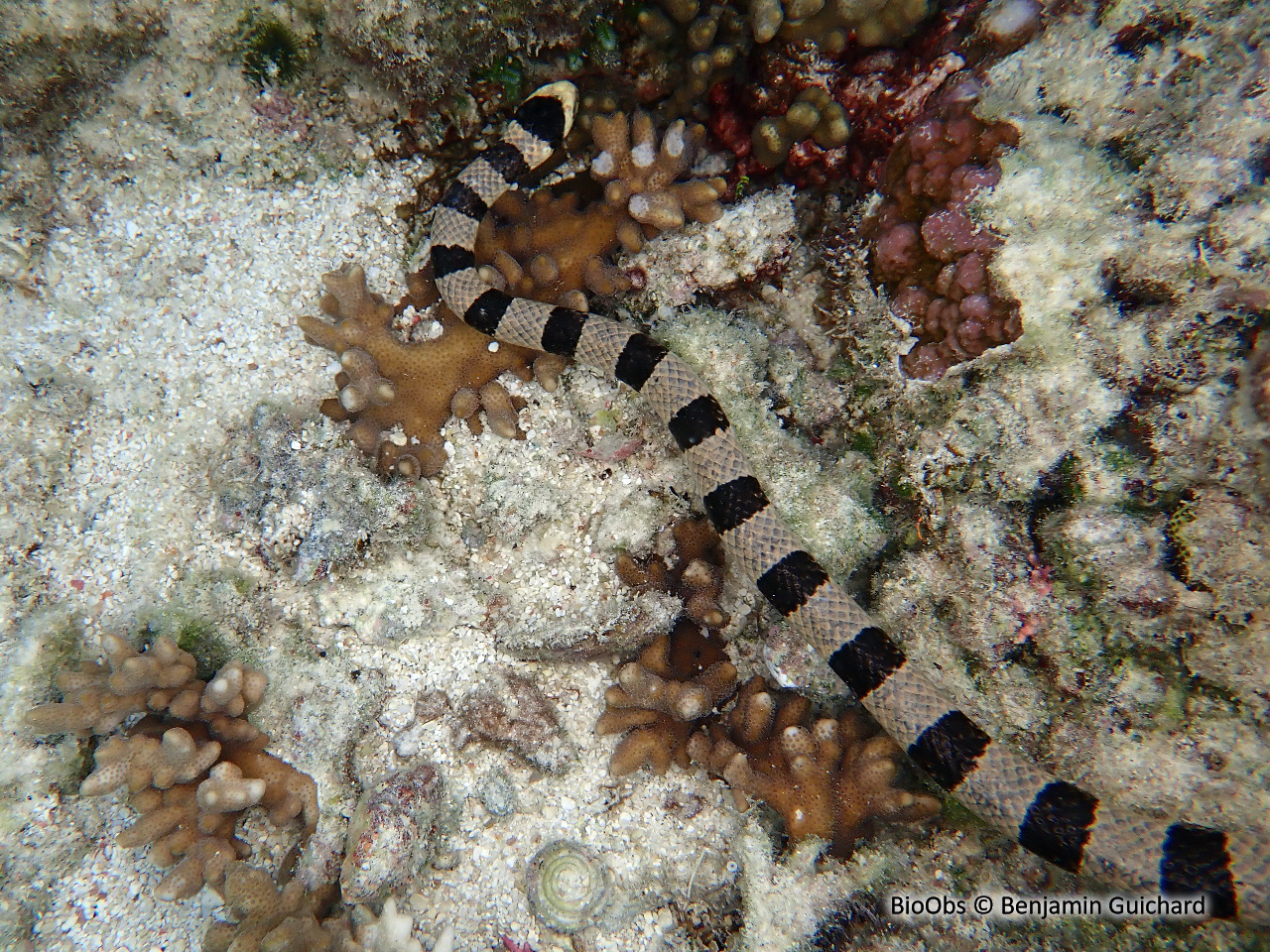 Tricot rayé jaune - Laticauda saintgironsi - Benjamin Guichard - BioObs