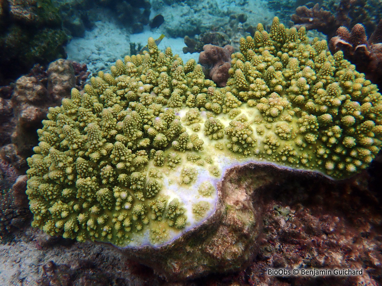 Acropore gemmifère - Acropora gemmifera - Benjamin Guichard - BioObs