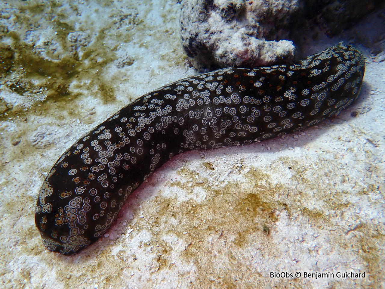 Holothurie léopard - Bohadschia argus - Benjamin Guichard - BioObs