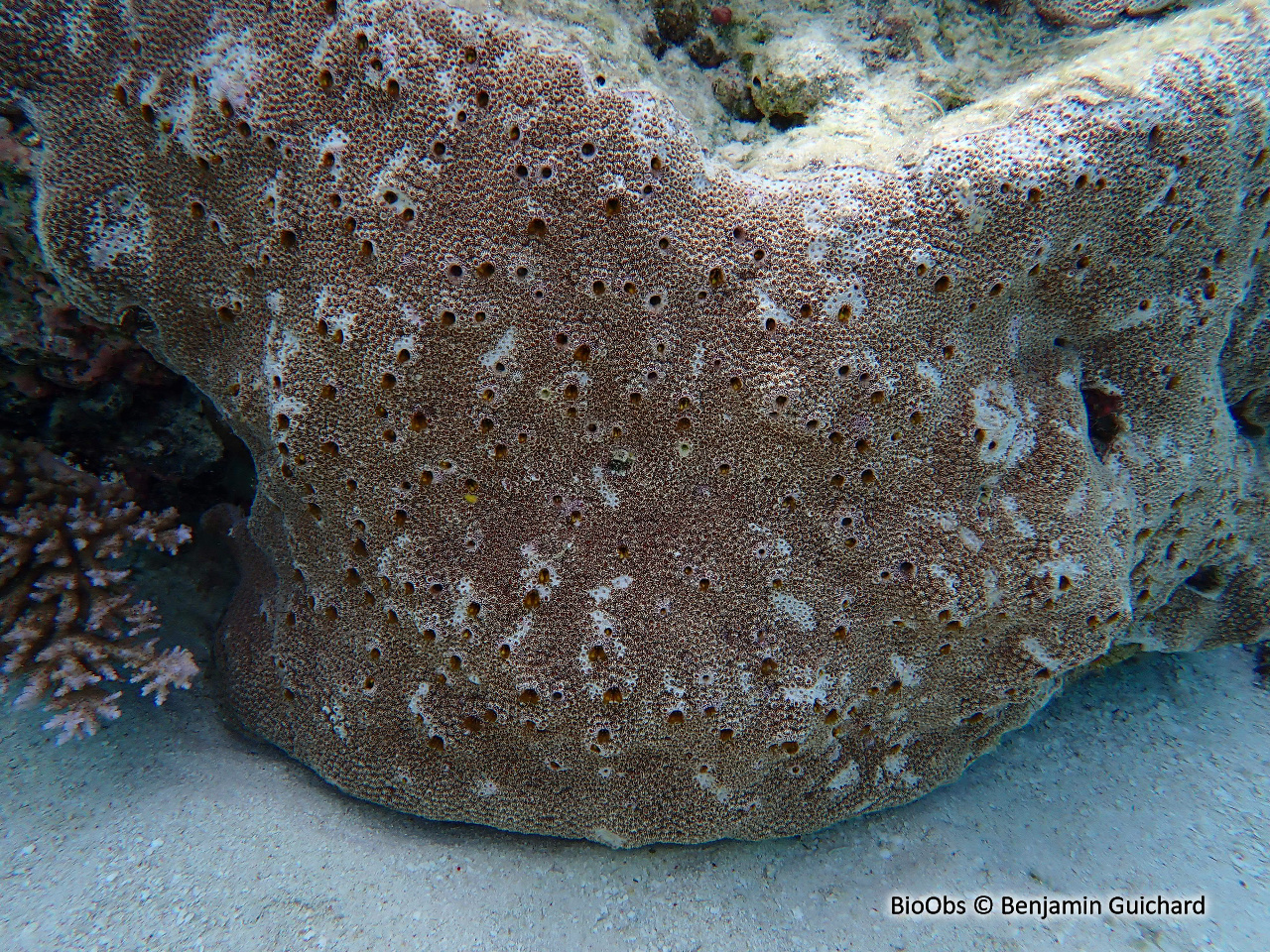 Pagure des coraux - Paguritta corallicola - Benjamin Guichard - BioObs