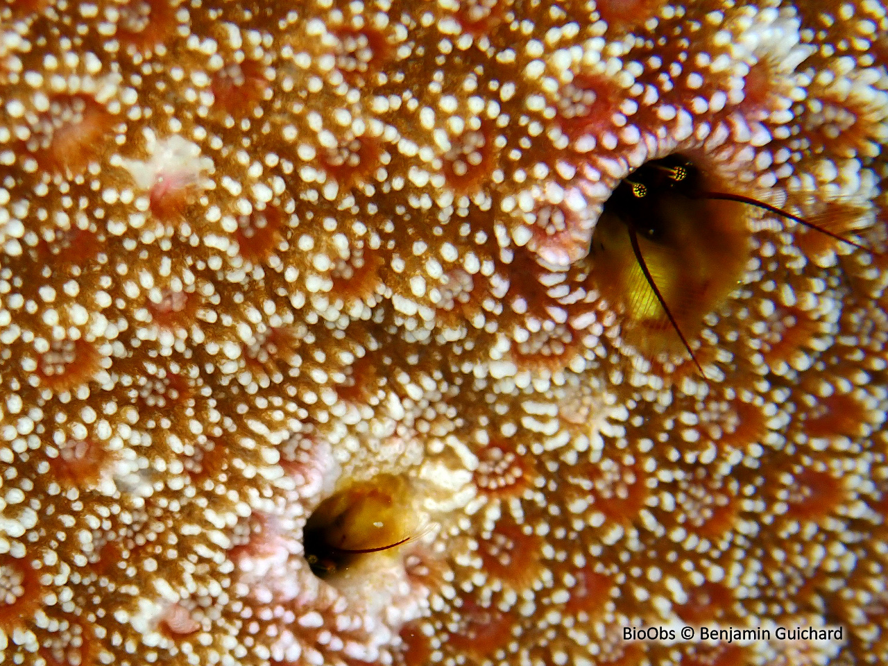 Pagure des coraux - Paguritta corallicola - Benjamin Guichard - BioObs