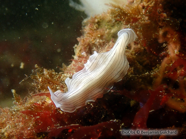 Planaire blanche - Prostheceraeus vittatus - Benjamin Guichard - BioObs